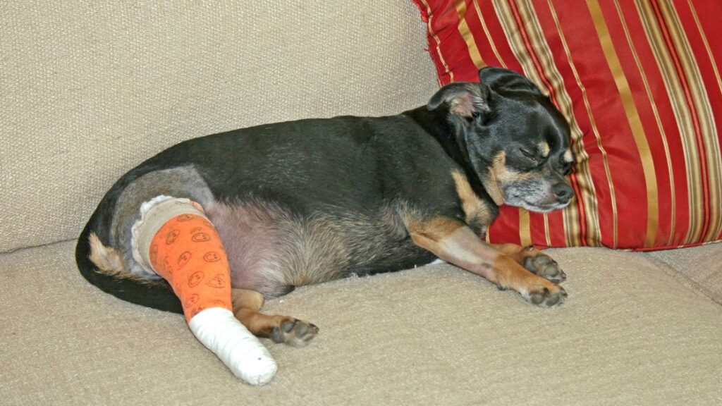 Qué antiséptico usar en heridas para perros 1 curar heridas en perros