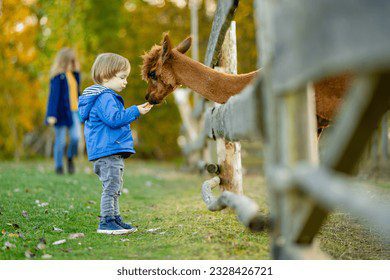 Qué significa zoológico para niños 1 cute toddler boy looking alpaca 260nw 2328426721