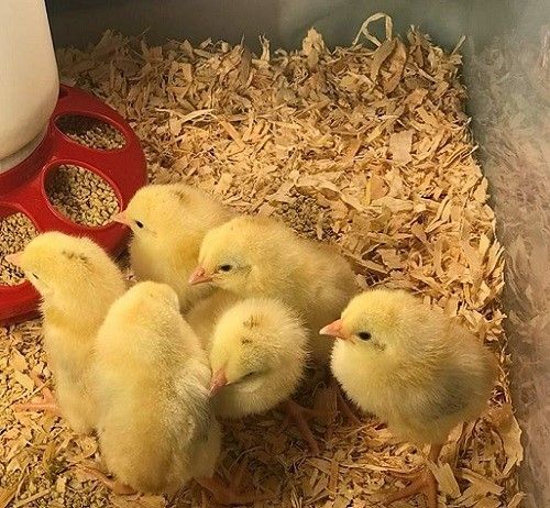 Pollitos recién nacidos comiendo granos de maíz