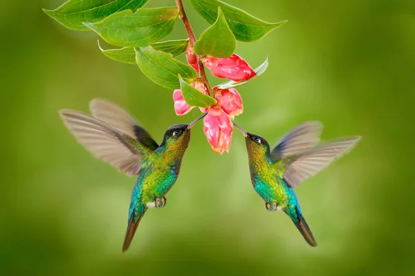 Colibrí volando entre flores de colores