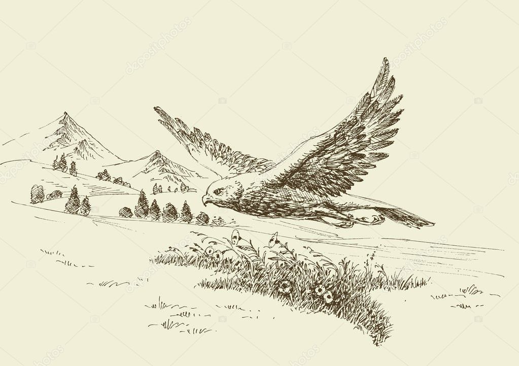 Cuántos kilómetros corre un halcón 1 depositphotos 267341084 stock illustration hawk flying in natural landscape