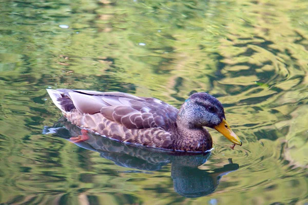 Qué se necesita para tener un pato en casa 1 depositphotos 310130262 stock photo duck swims in the pond