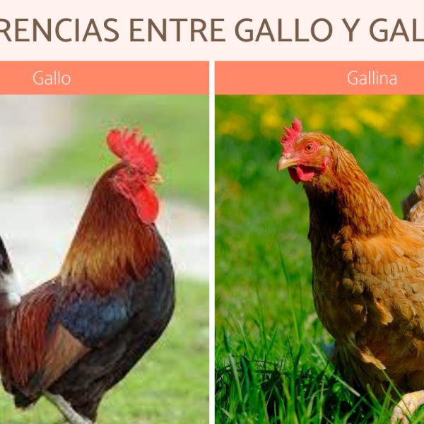 Cómo me doy cuenta si es gallo o gallina 1 diferencia entre gallo y gallina 24466 600 square