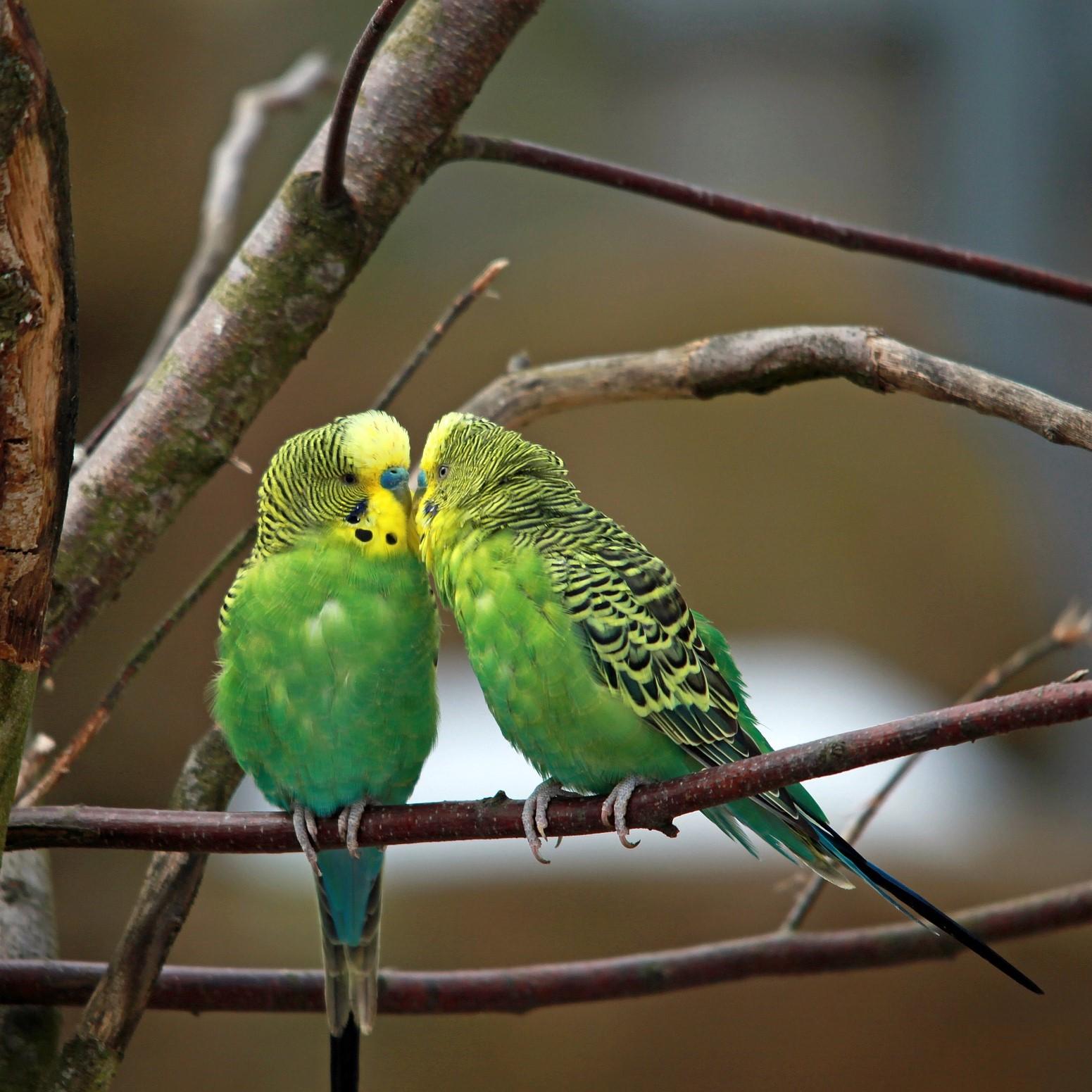 Periquitos del amor macho y hembra