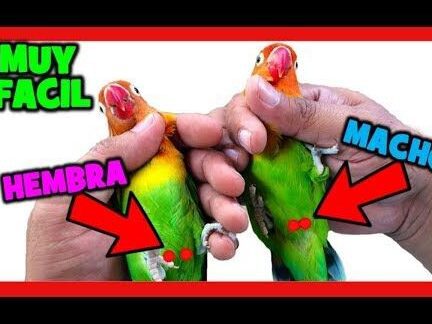 Cómo saber si un loro de cabeza roja es macho o hembra 1 distinguir entre loros machos y hembras