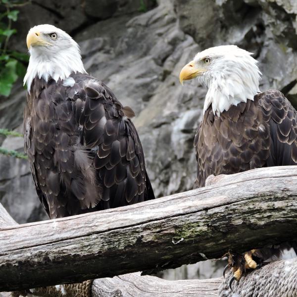 Qué águila vive 100 años: Desmitificando creencias 1 donde viven las aguilas 24825 600 square