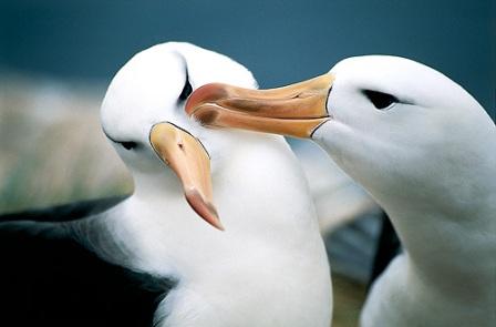 Albatros errante comparado con otros pájaros