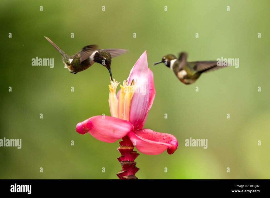 Qué son las aves en el reino animal 1 dos colibries revoloteando junto a flor rosa bosque tropical colombia bird chupar nectar de flor en el jardin hermoso colibri con outstre rxcj82