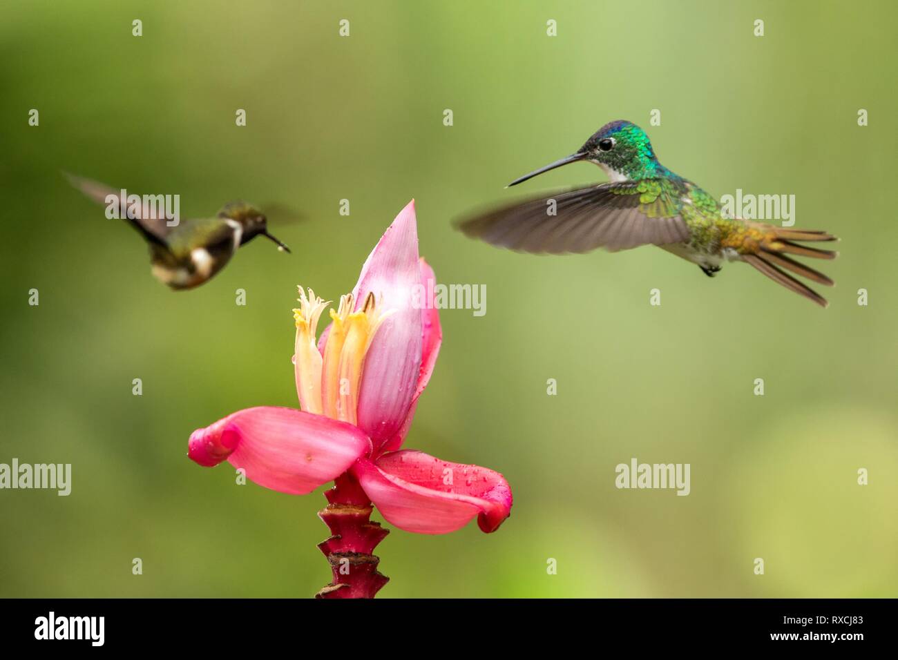 Colibrí revoloteando entre flores silvestres