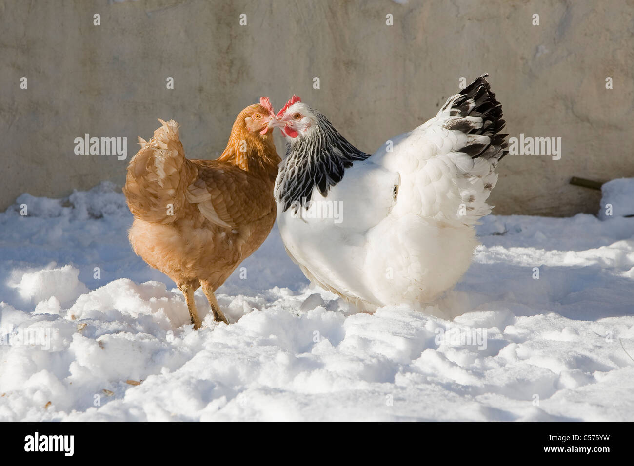 Gallina caminando en la nieve