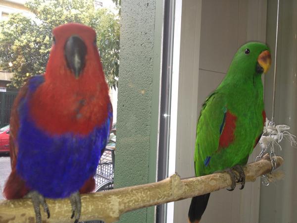 Loro macho y hembra comparados físicamente