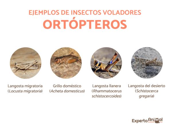 Insectos voladores en su hábitat natural