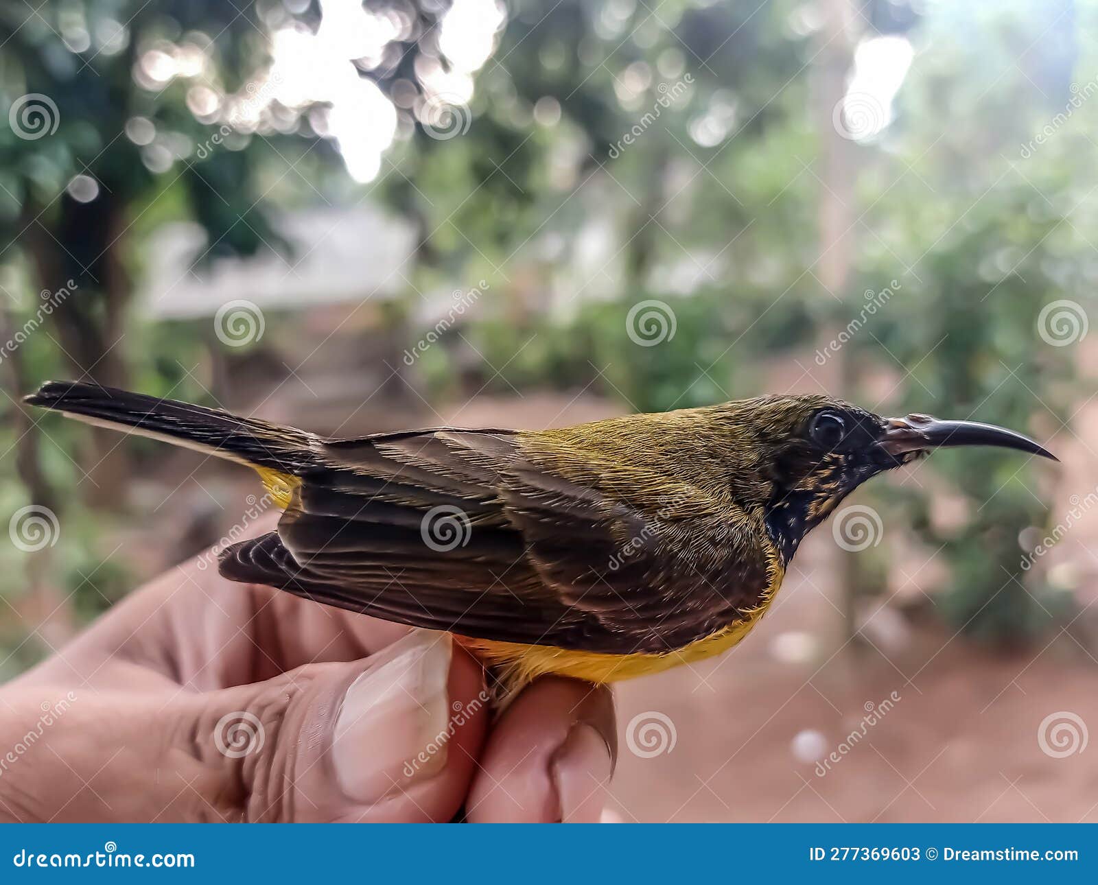 Thraupis episcopus: Qué comen estos pájaros 2 Pájaro comiendo frutas, insectos y néctar