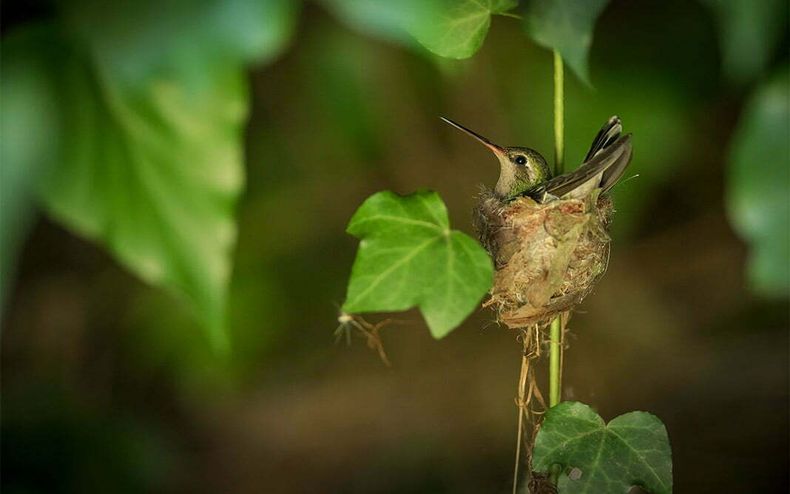 Cuando un colibrí abandona el nido 1 el magico nido de un colibri port convivimos digitaljpg