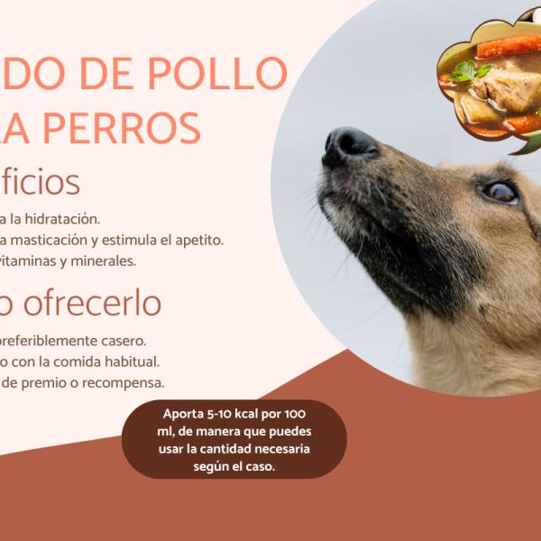 el caldo de pollo para perros es bueno 26451 600 square