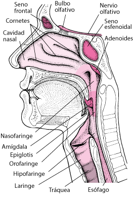 Cómo es la voz del pavo: Sonidos y características 1 ent inside nose throat es