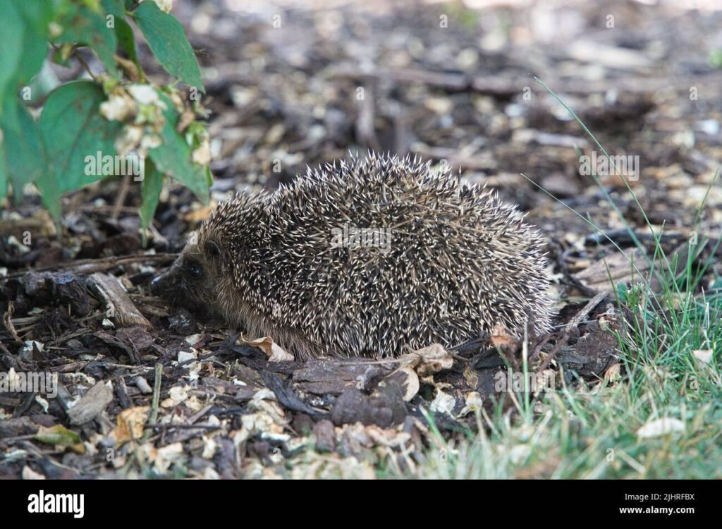 erizo buscando sombra en el calor del mediodia 2jhrfbx
