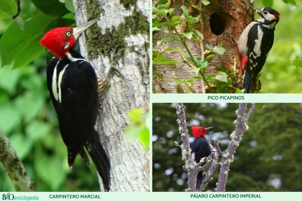 Dónde suele vivir un pájaro carpintero 3 Pájaro carpintero adaptándose a distintos entornos