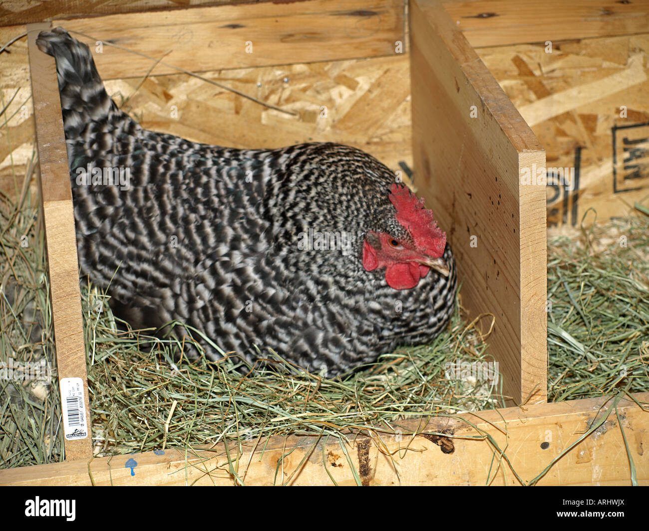 Cuántos huevos pone una gallina Plymouth Rock al año 2 Gallina Plymouth Rock poniendo huevos en nido