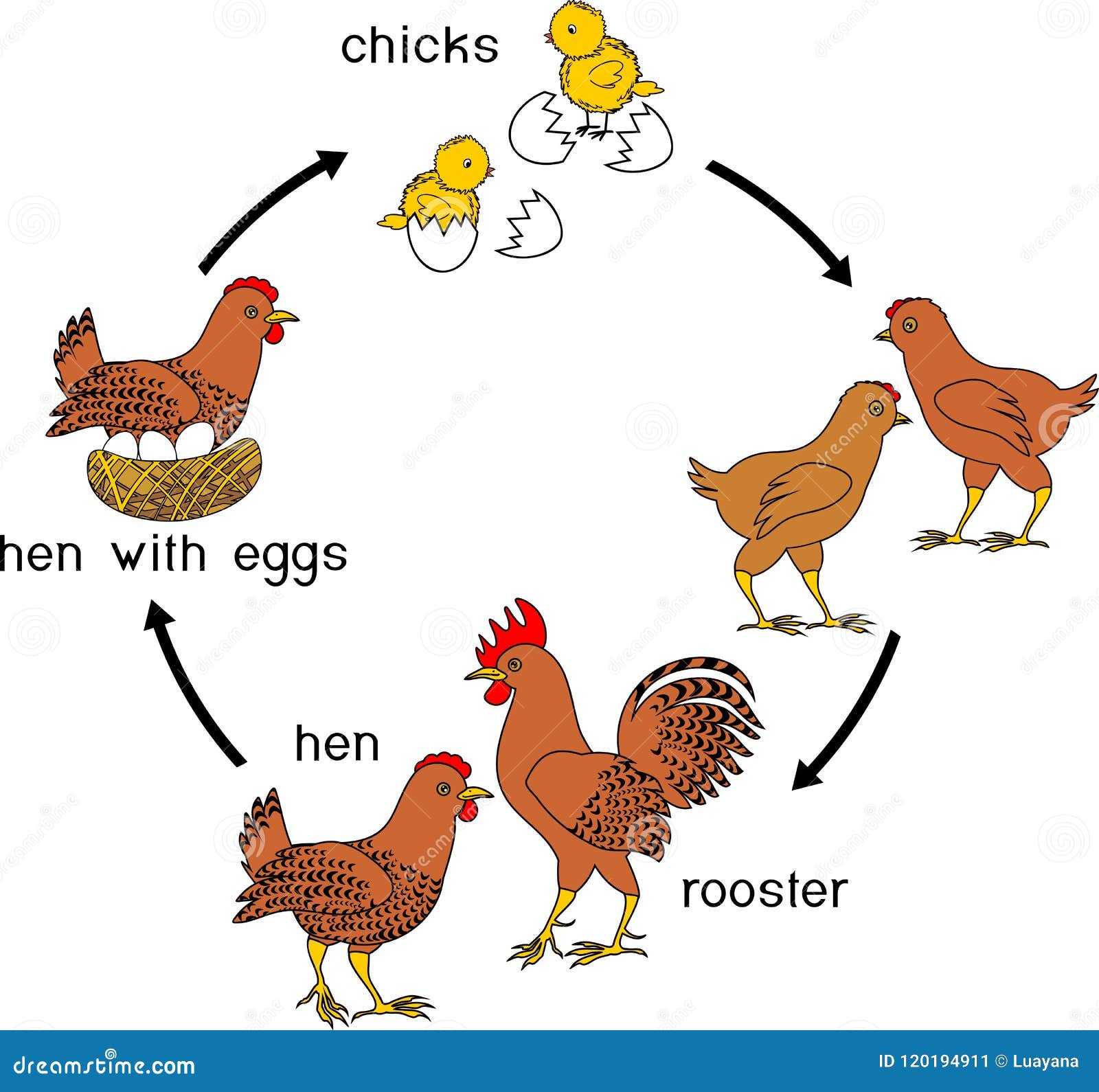 Cómo incubar huevos de gallina en incubadora automática 2 Huevos de gallina en diferentes etapas desarrollo