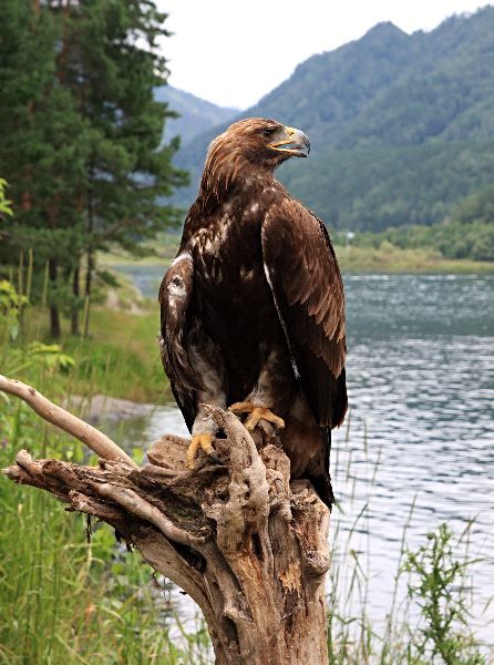 Águila real en su hábitat natural