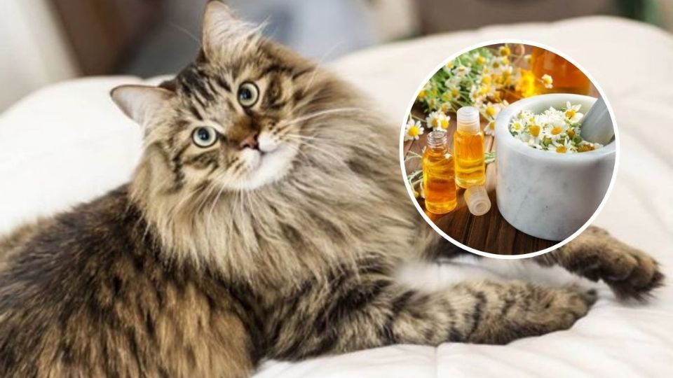 Qué es más efectivo para pulgas en gatos 3 Gato feliz sin pulgas en casa tranquilamente