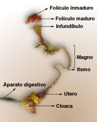 Dónde se ubican los órganos reproductores de las aves 1 farafi4a