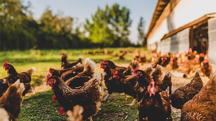 Granja de gallinas felices produciendo huevos frescos