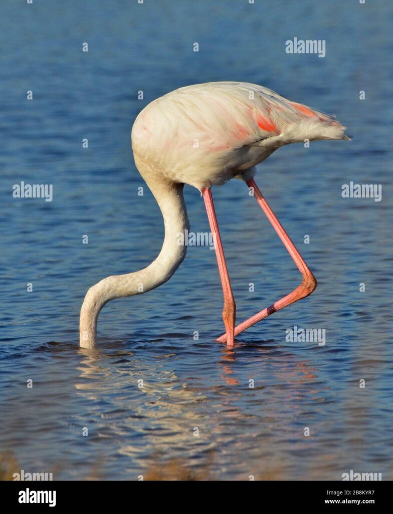 Qué hacen los flamencos durante el día 1 flamenco rosa alimentandose en el lago 2b8kyr7