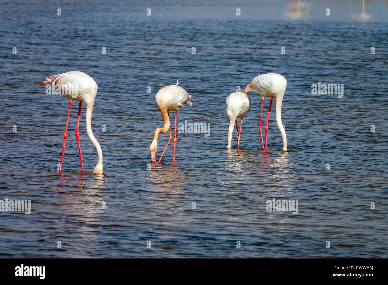 Flamencos alimentándose en aguas poco profundas