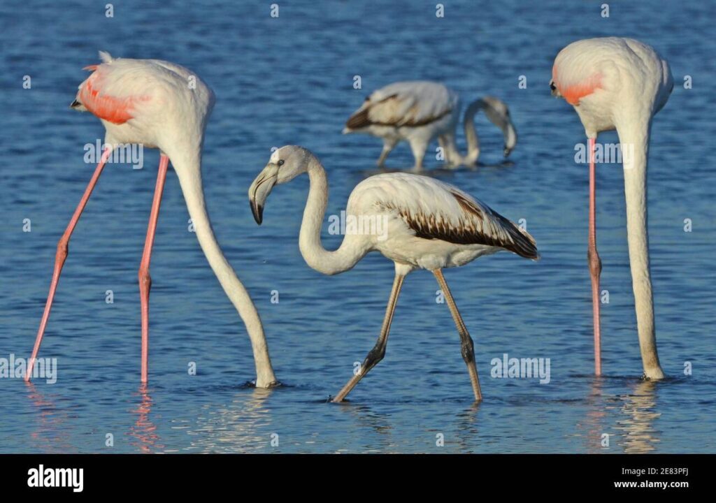 Qué se alimentan los flamencos rosas 1 flamencos rosados alimentandose en el lago 2e83pfj 1