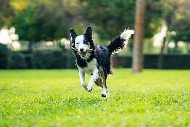 Por qué mi perro corre como loco en la casa 1 foto enfoque selectivo perro feliz corriendo rapido palo parque 475667 1576