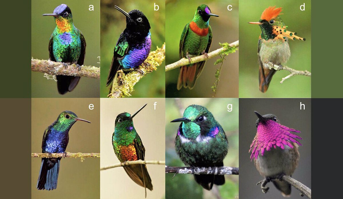 Colibríes de diferentes colores en acción