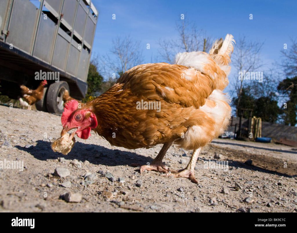 Cómo hacer que mi gallo deje de comer tierra 1 free range pollo comiendo pan rancio bk9c1c