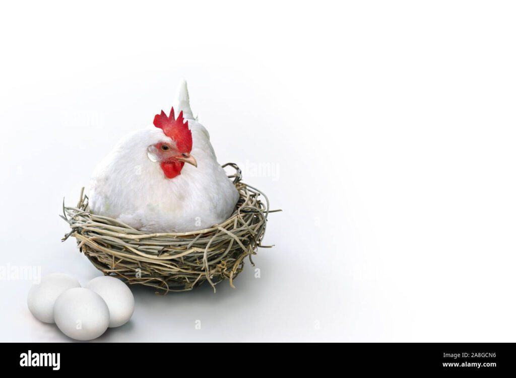 Qué temporada ponen las gallinas: Guía completa 1 gallina blanca recostada en un nido con huevos aislados en un fondo blanco 2a8gcn6 1
