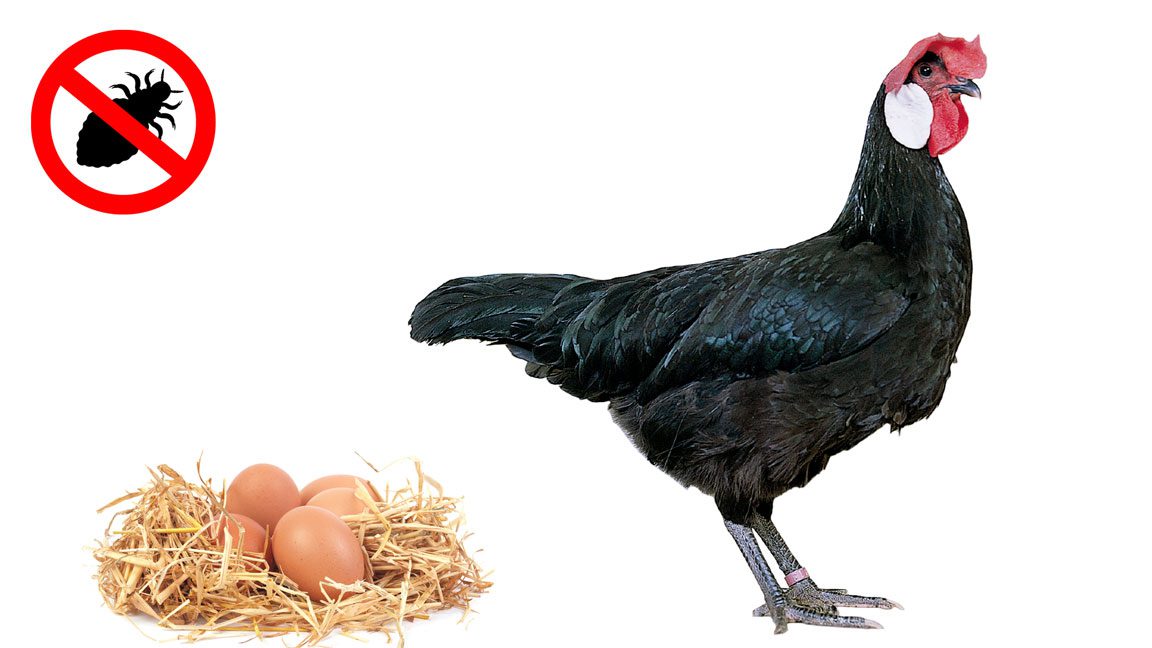 Gallina clueca empollando huevos en nido