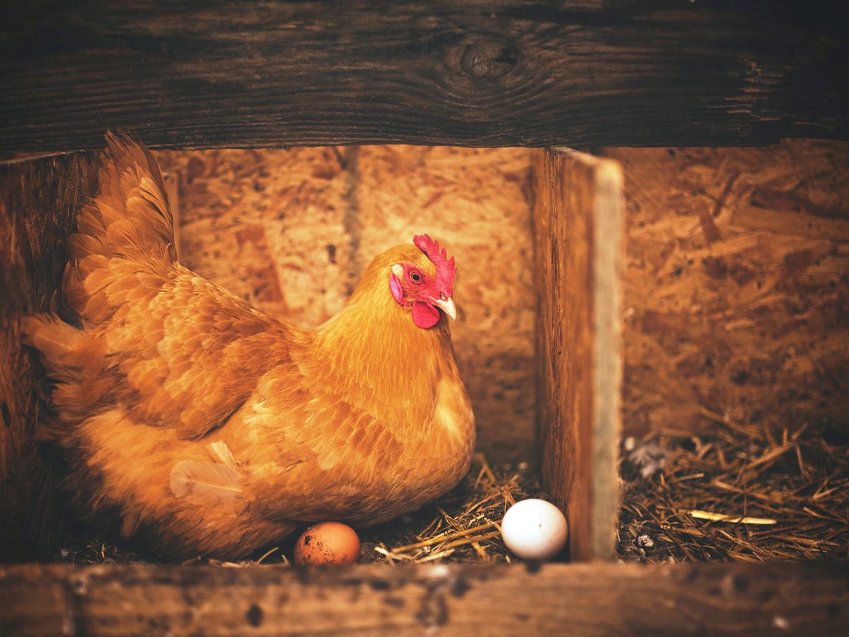 Gallina clueca empollando huevos en nido
