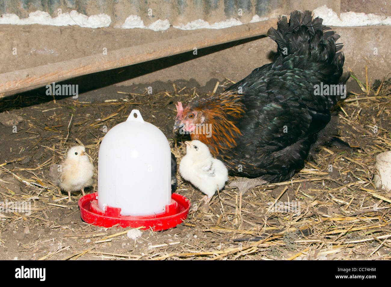 Gallina bebiendo agua de un bebedero