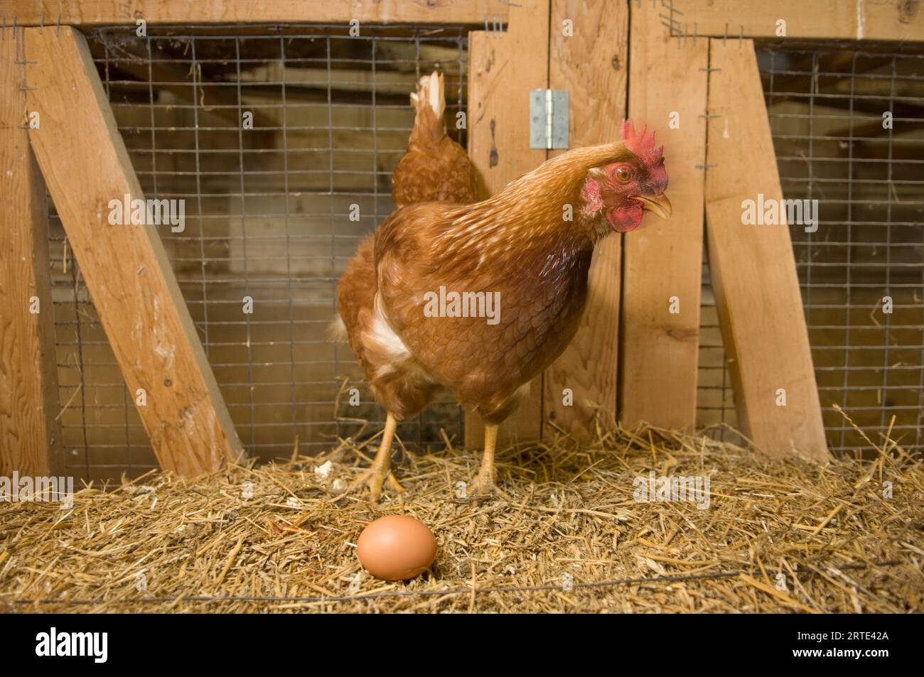 Cuántos huevos pone la gallina New Hampshire 2 Gallina New Hampshire poniendo huevos en nido