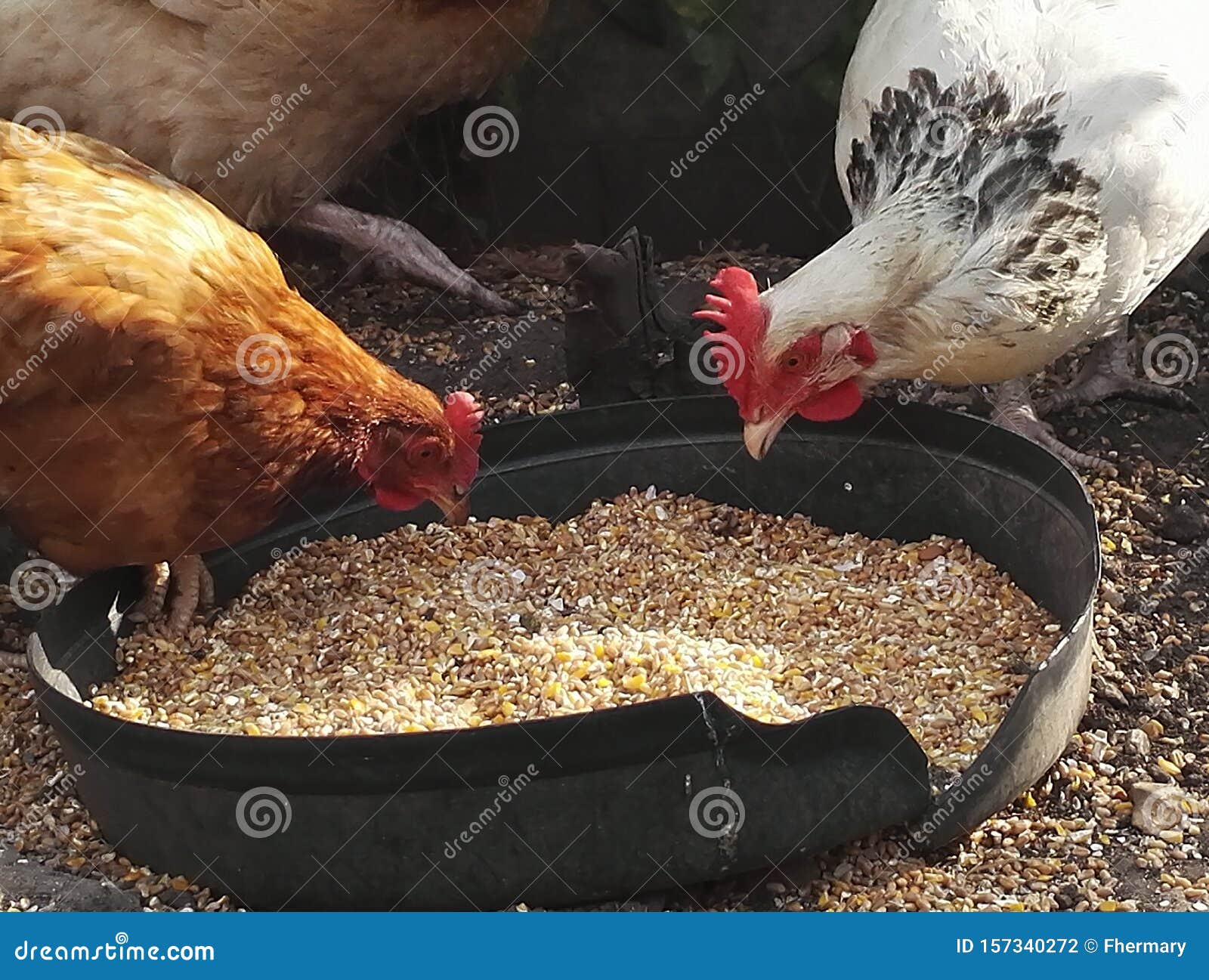 Qué es la gallina mamífero o herbívoro 3 Gallina comiendo semillas en el campo