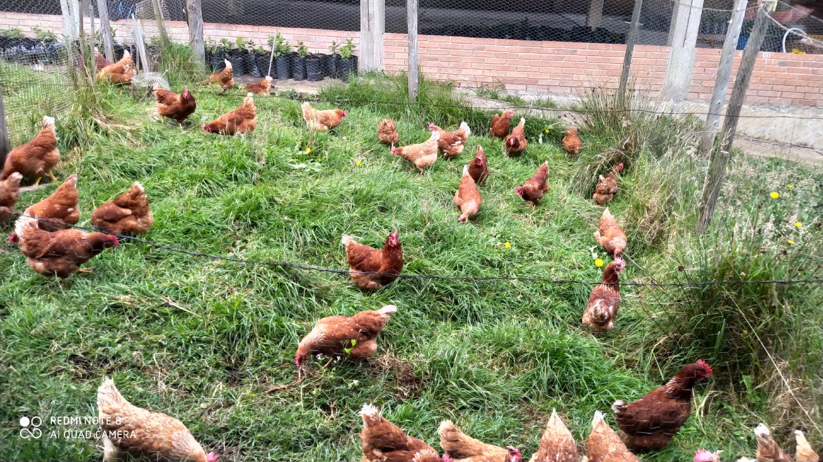 Gallina feliz en un hábitat adecuado