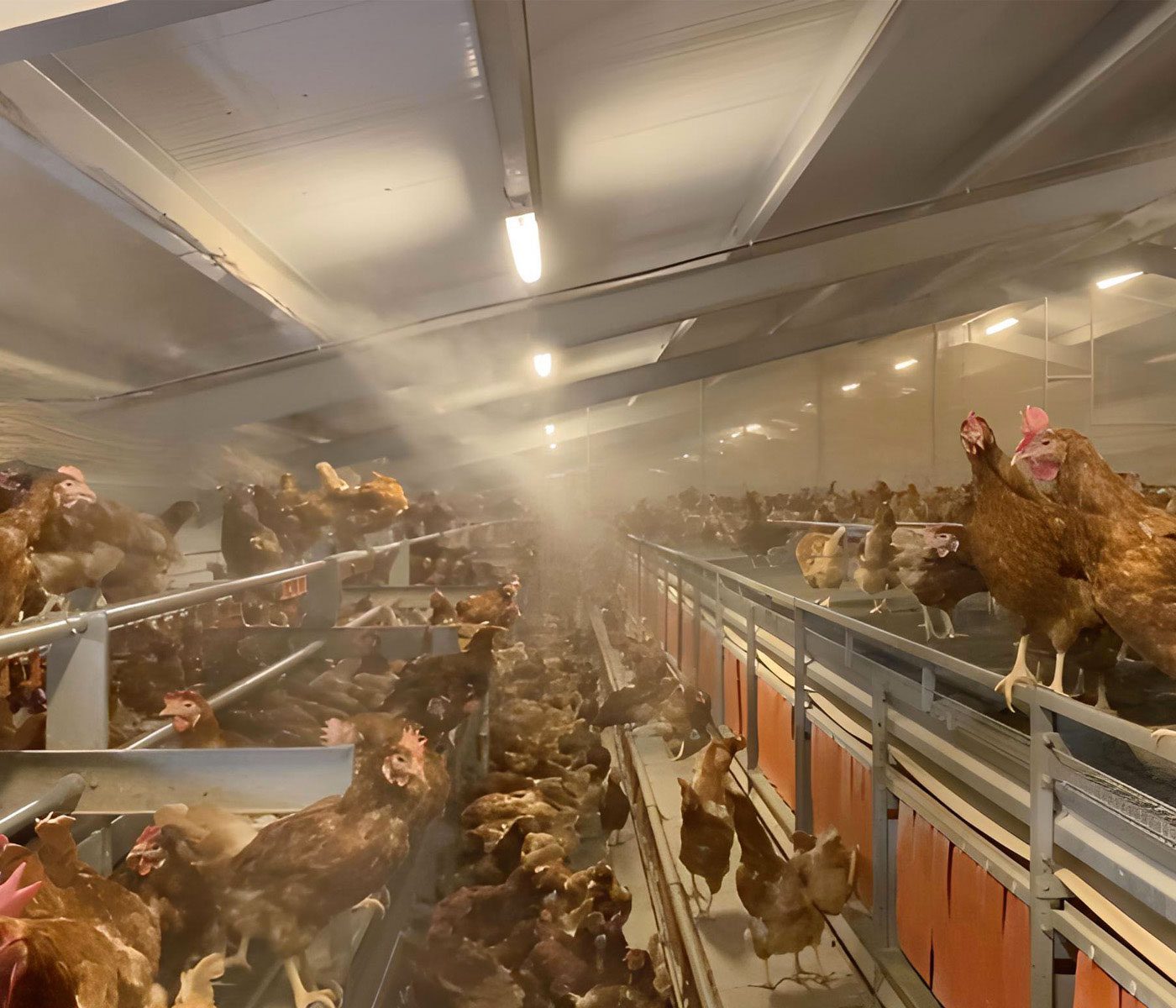 Qué pasa si se mojan las gallinas ponedoras 3 Gallina ponedora en ambiente húmedo