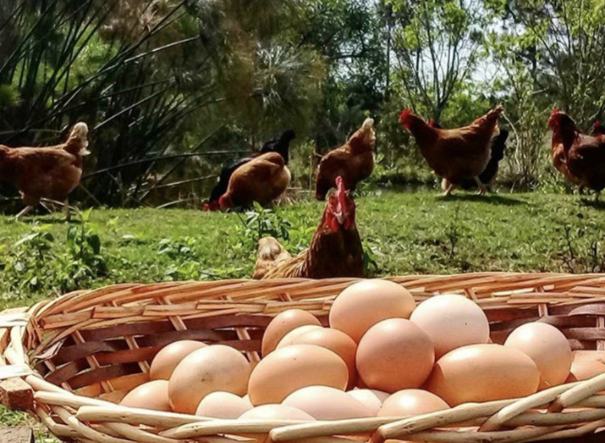 Gallinas felices en un ambiente libre