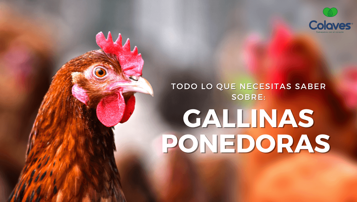 Cómo que le puedo dar a los pollos para que se le quite el canibalismo 3 Fotografía de técnicas de crianza en aves