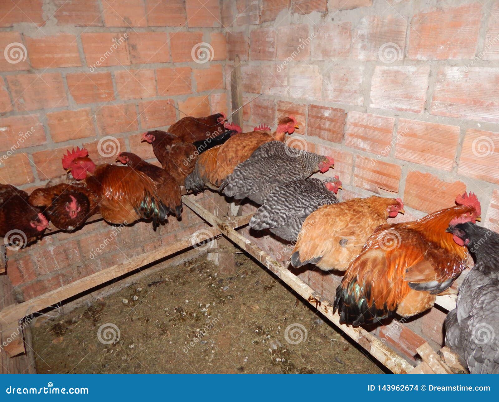 Gallinas durmiendo juntas en un gallinero