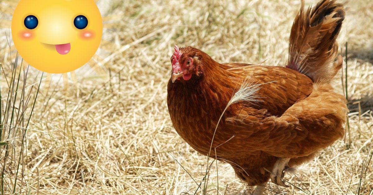 Gallina sufriendo por temperaturas extremas