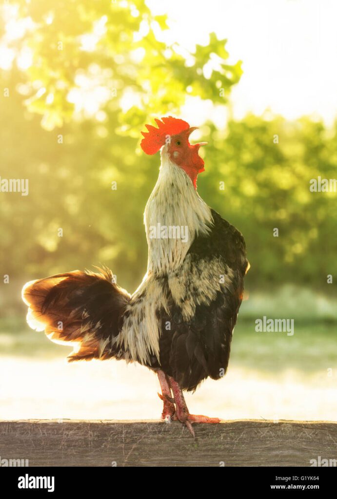 Qué significa que el gallo cante antes de medianoche 1 gallo cantando contra la luz del sol de la manana con un filtro de ablandamiento g1yk64