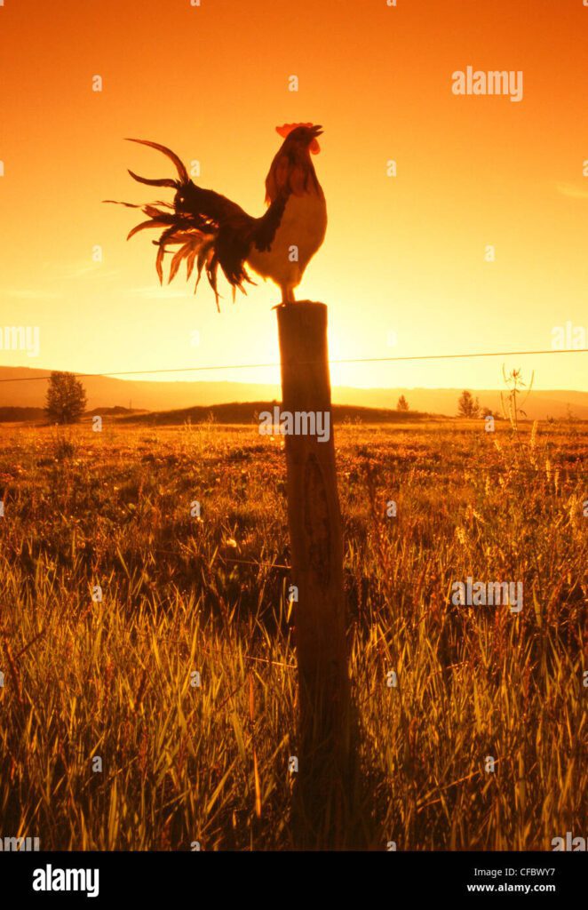 Qué Hora Canta el Gallo: Misterios del Amanecer 1 gallo cantando en poste de cerca al amanecer cerca de cochrane alberta canada cfbwy7