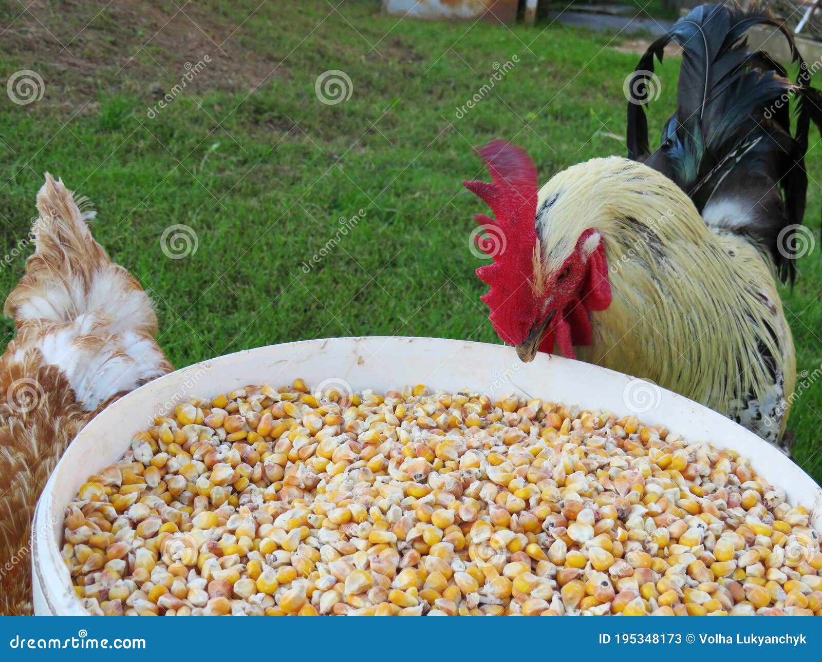 Como Se Alimenta Un Gallo De Pelea