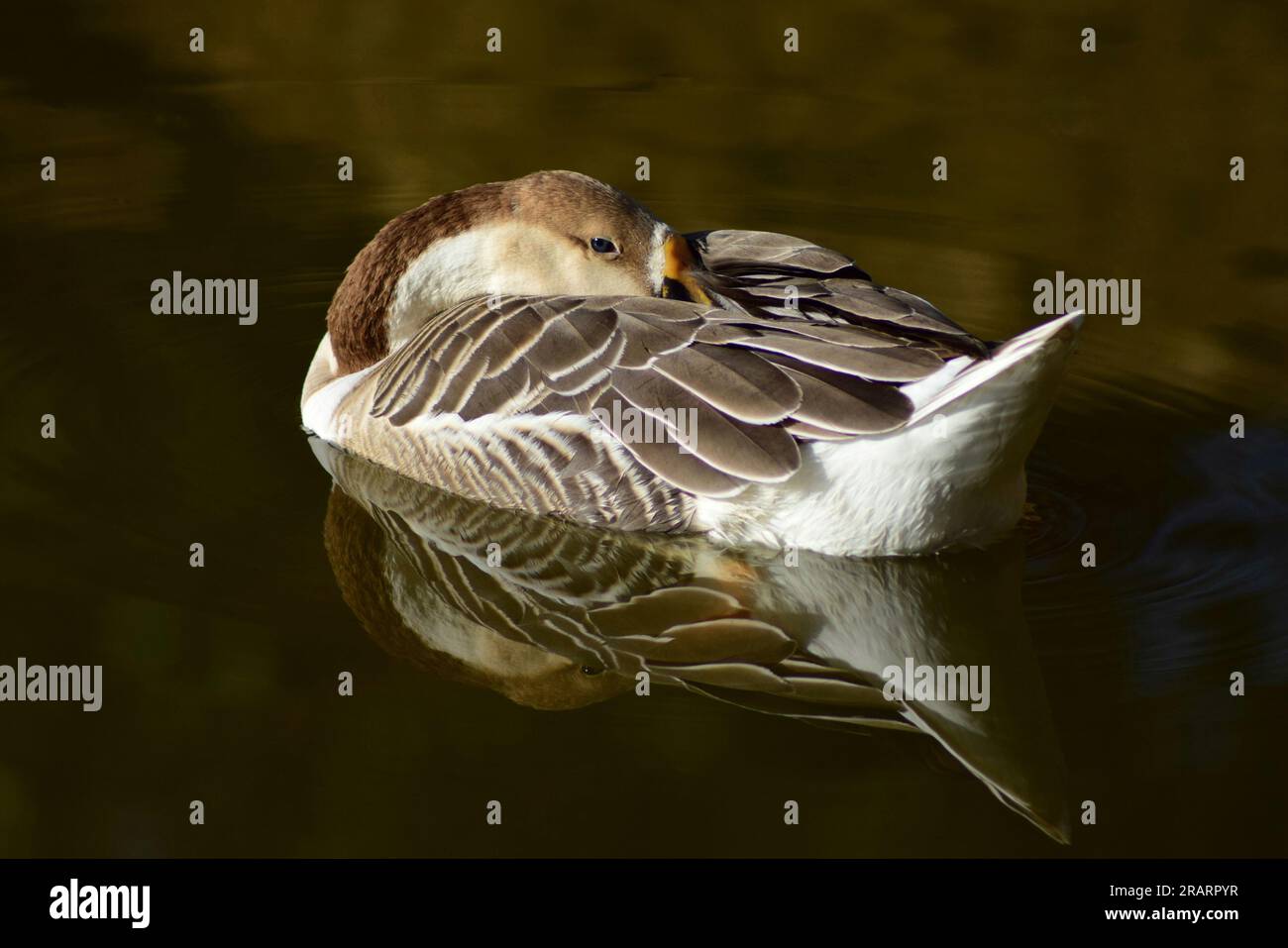 Dónde duermen los patos domésticos 2 Pato durmiendo en un ambiente tranquilo